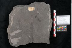 Foto (Objekt + Etikett) von Asterocarpus meriani Brongniart (NHMW-GEO-2024-0188-10611)